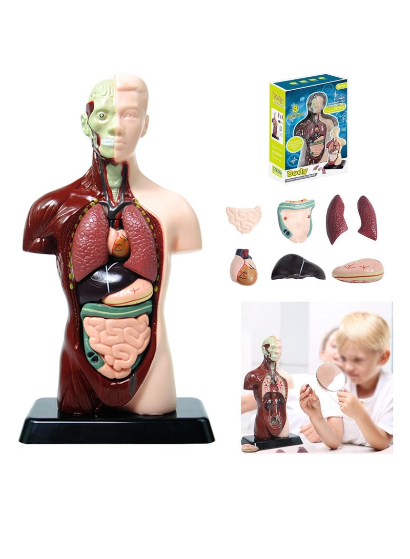 Human Body Assembly Model For Children, 8 Detachable Parts Human Torso Anatomy Model, Preschool And School Medical Education Science Set - Image 3