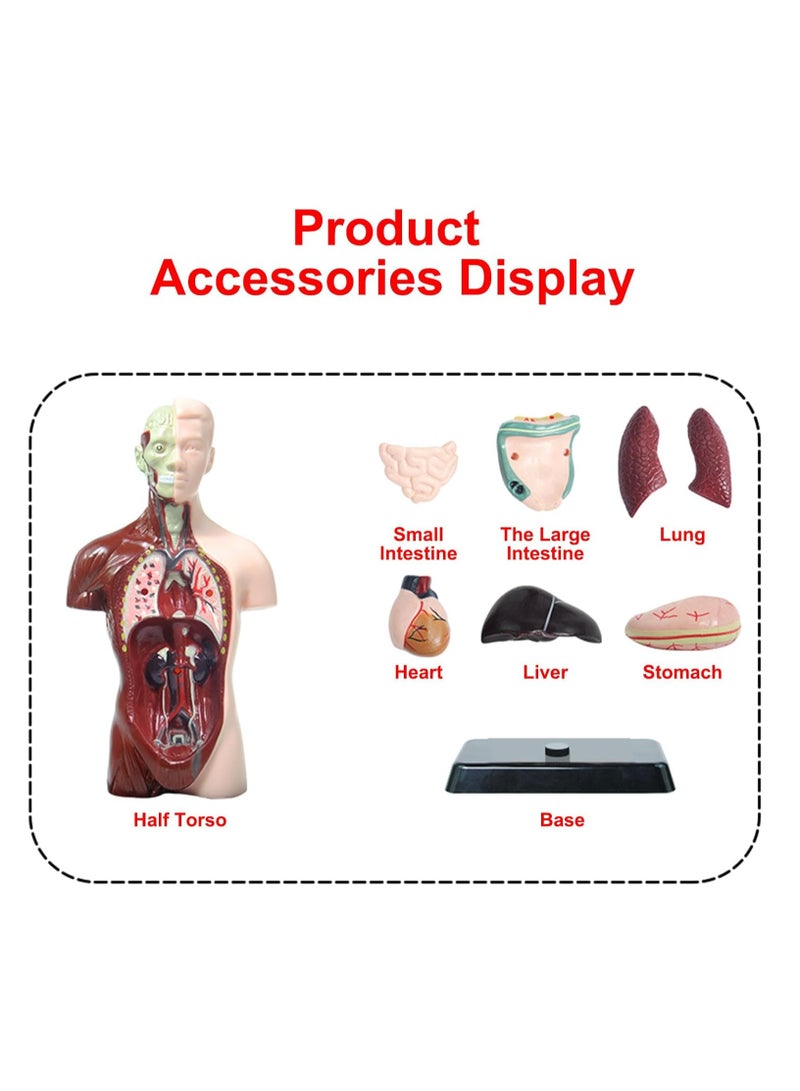 Human Body Assembly Model For Children, 8 Detachable Parts Human Torso Anatomy Model, Preschool And School Medical Education Science Set - Image 5