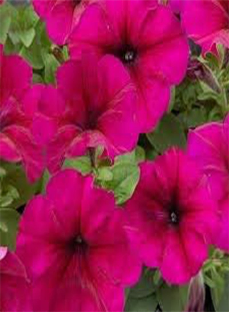 GGOOT seeds Fresh 100 pcs  Flower Seeds for Planting Dark Pink