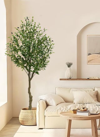 Green Olive tree H
