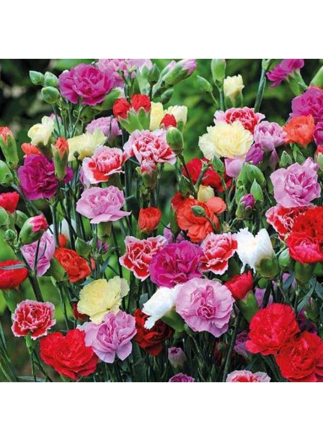 Carnation Giant Chabaud Mixed Color Flower Seeds
