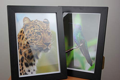 PPD 100 Sheets Inkjet High Gloss Photo Paper 8.5x11 64lbs 240gsm 10.9mil Letter Size Heavyweight Instant Dry and Water-Resistant (PPD-8-100) - Image 4