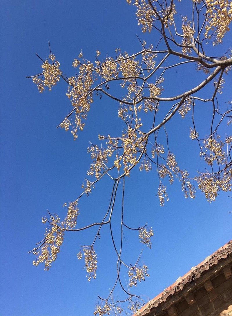 جي جوت 20 قطعة من بذور النيم ذات النمو الطبيعي سهلة الزراعة في الهواء الطلق، أصناف الأشجار الخشبية ذات النطاق الواسع، استخدامات واسعة، فوائد اقتصادية عالية - Image 3