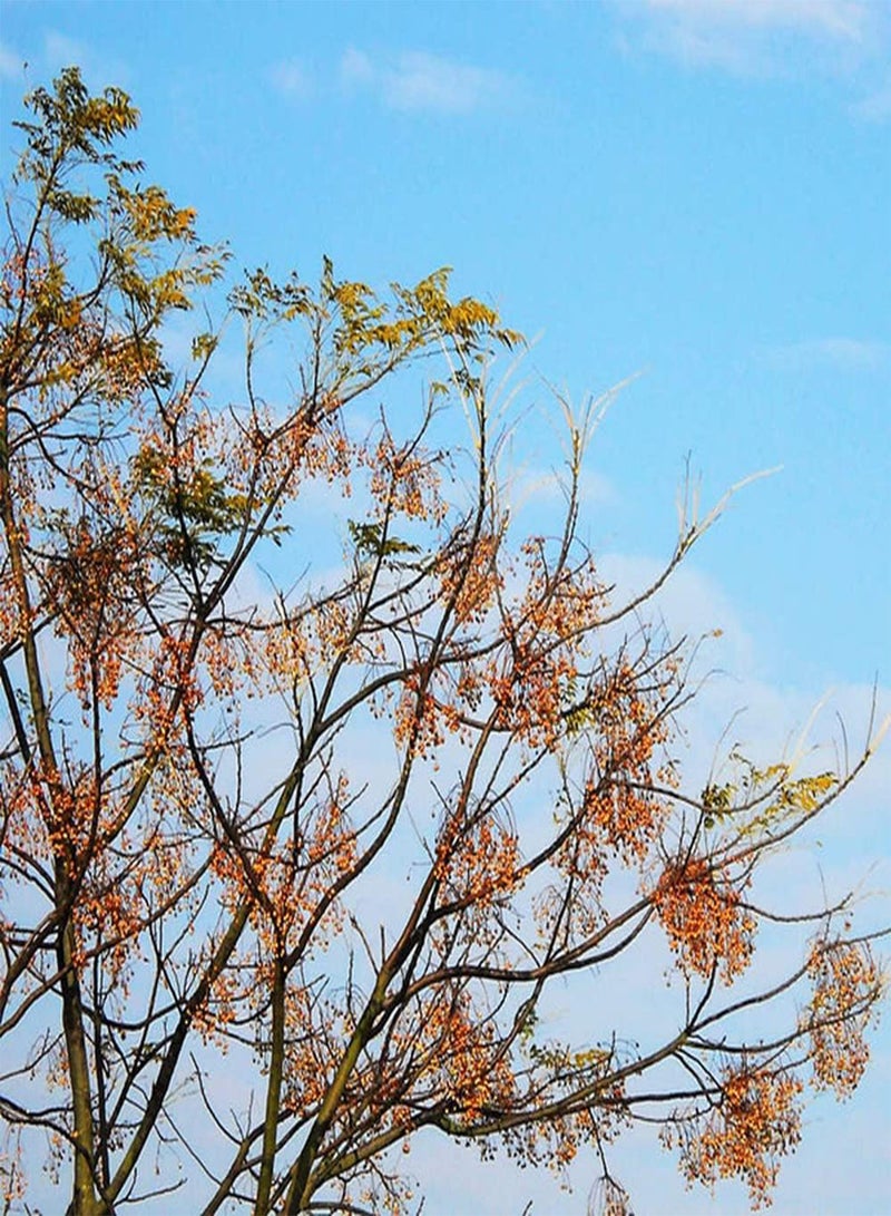 جي جوت 20 قطعة من بذور النيم ذات النمو الطبيعي سهلة الزراعة في الهواء الطلق، أصناف الأشجار الخشبية ذات النطاق الواسع، استخدامات واسعة، فوائد اقتصادية عالية - Image 1