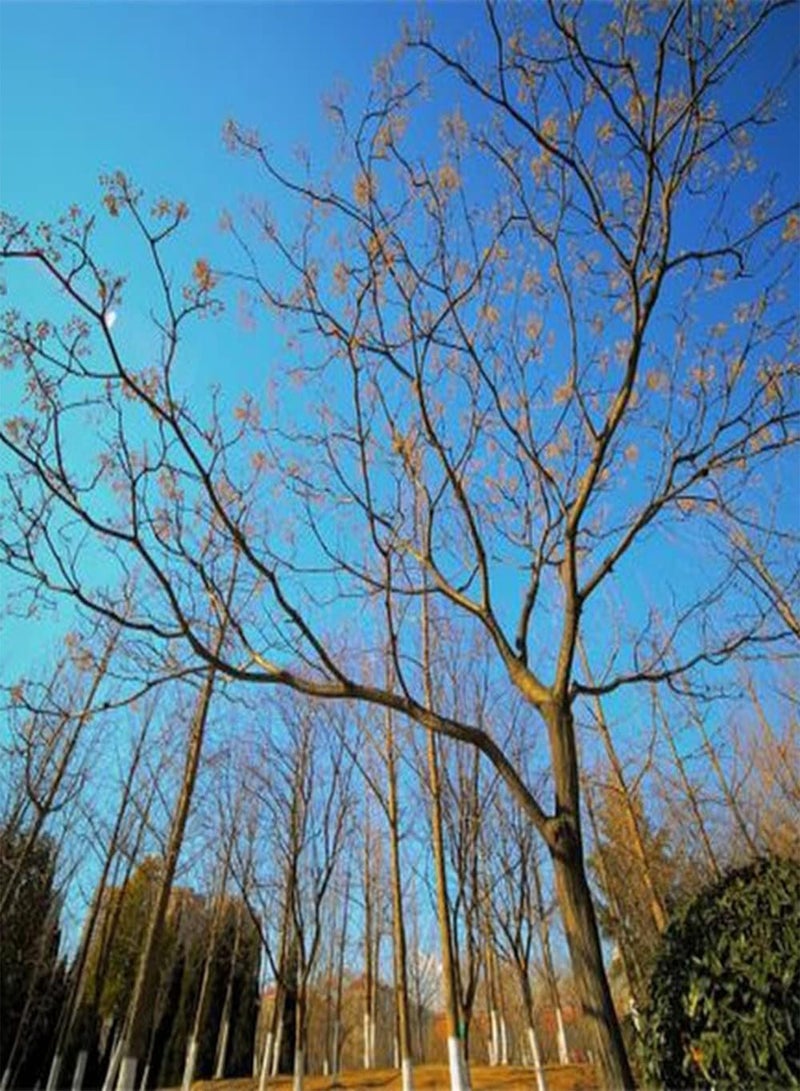 جي جوت 20 قطعة من بذور النيم ذات النمو الطبيعي سهلة الزراعة في الهواء الطلق، أصناف الأشجار الخشبية ذات النطاق الواسع، استخدامات واسعة، فوائد اقتصادية عالية - Image 2