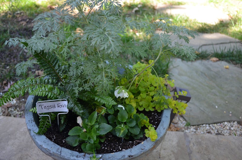 Bosmere Small-Faced Zinc Metal Plant Marker with Carbon Pencil, 5" High (Pack of 20) - Image 3