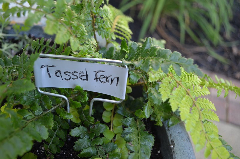 Bosmere Small-Faced Zinc Metal Plant Marker with Carbon Pencil, 5" High (Pack of 20) - Image 2