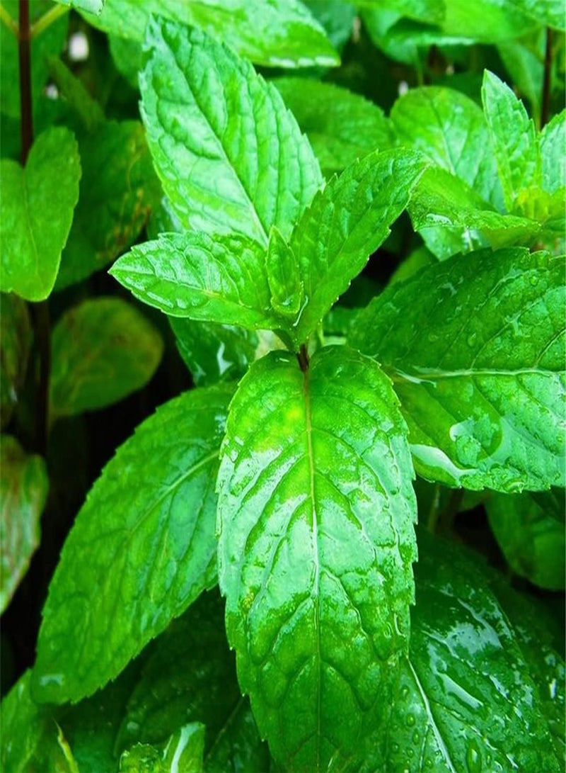 GGOOT Fresh Peppermint Seeds for Planting Sprouting Seeds Indoor Plant Outdoor Gardening Easy Planting Herb Growing Kit-100pcs - Image 1