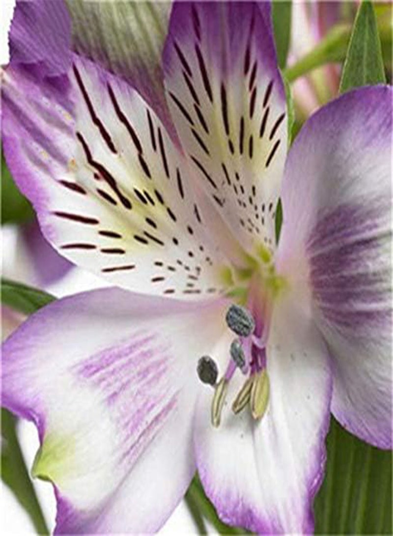 GGOOT 100PCS/Pack Lily Seeds Peruvian Lily Alstroemeria Bonsai Plants Beautiful Lily Flower For Home & Garden Decoration - 3 - Image 2