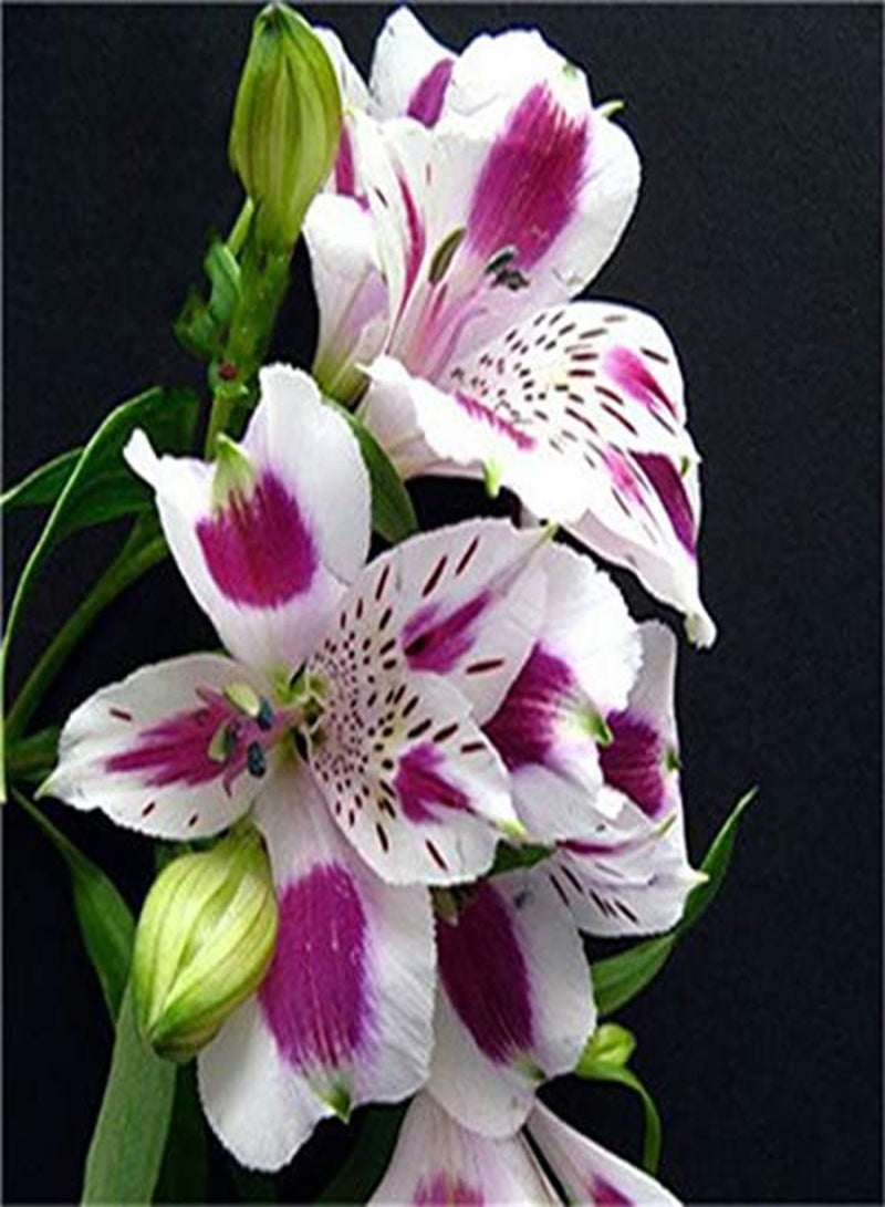 GGOOT 100PCS/Pack Lily Seeds Peruvian Lily Alstroemeria Bonsai Plants Beautiful Lily Flower For Home & Garden Decoration - 3 - Image 1