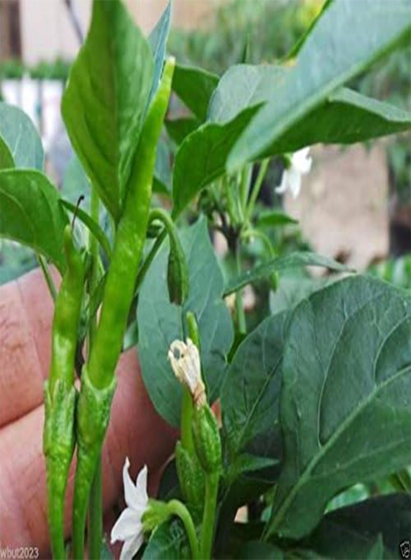 GGOOT ,Extremely Hot Heirloom  from,Use fresh or dried. (25 Seeds) - Image 2