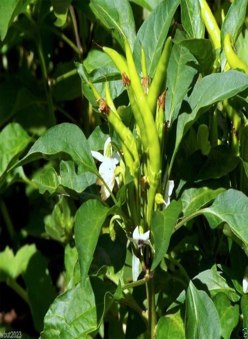 GGOOT ,Extremely Hot Heirloom  from,Use fresh or dried. (25 Seeds) - Image 4