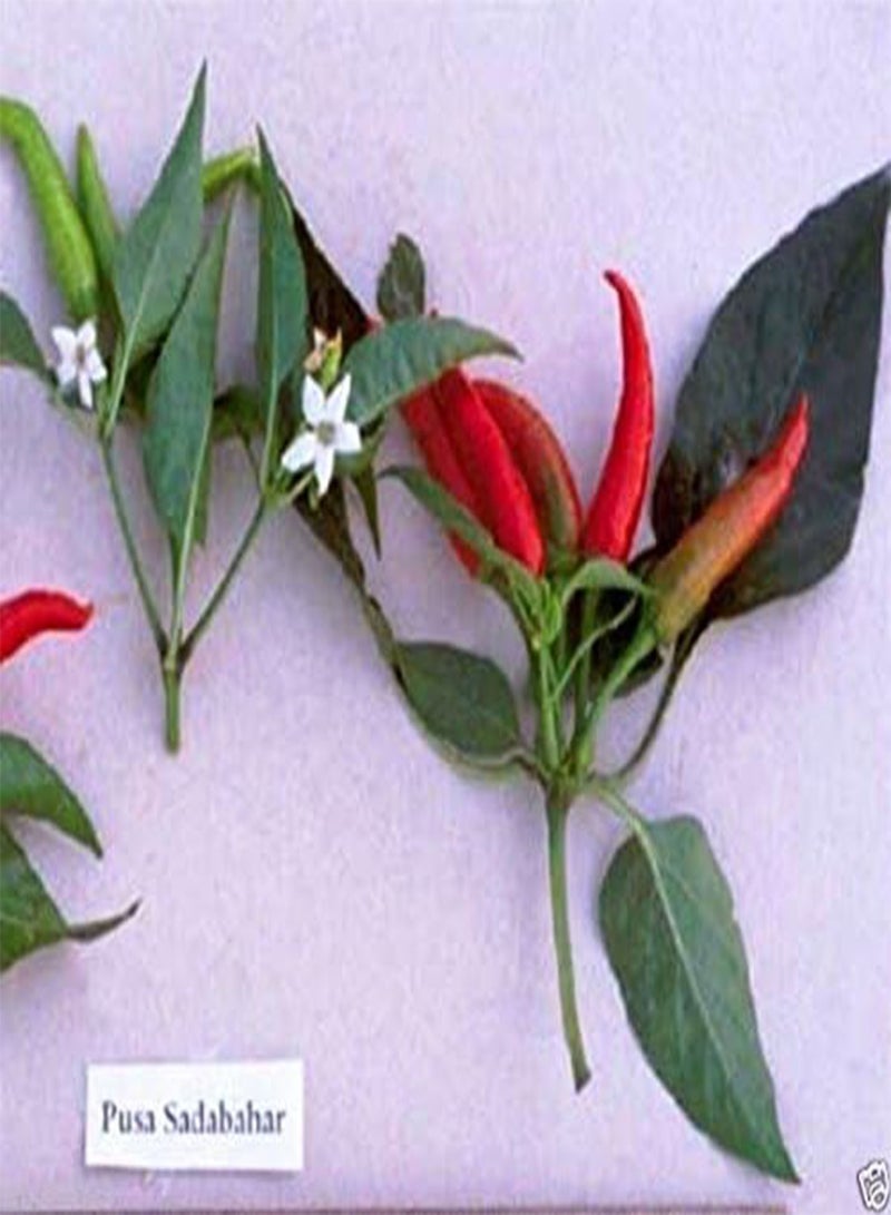 GGOOT ,Extremely Hot Heirloom  from,Use fresh or dried. (25 Seeds) - Image 1