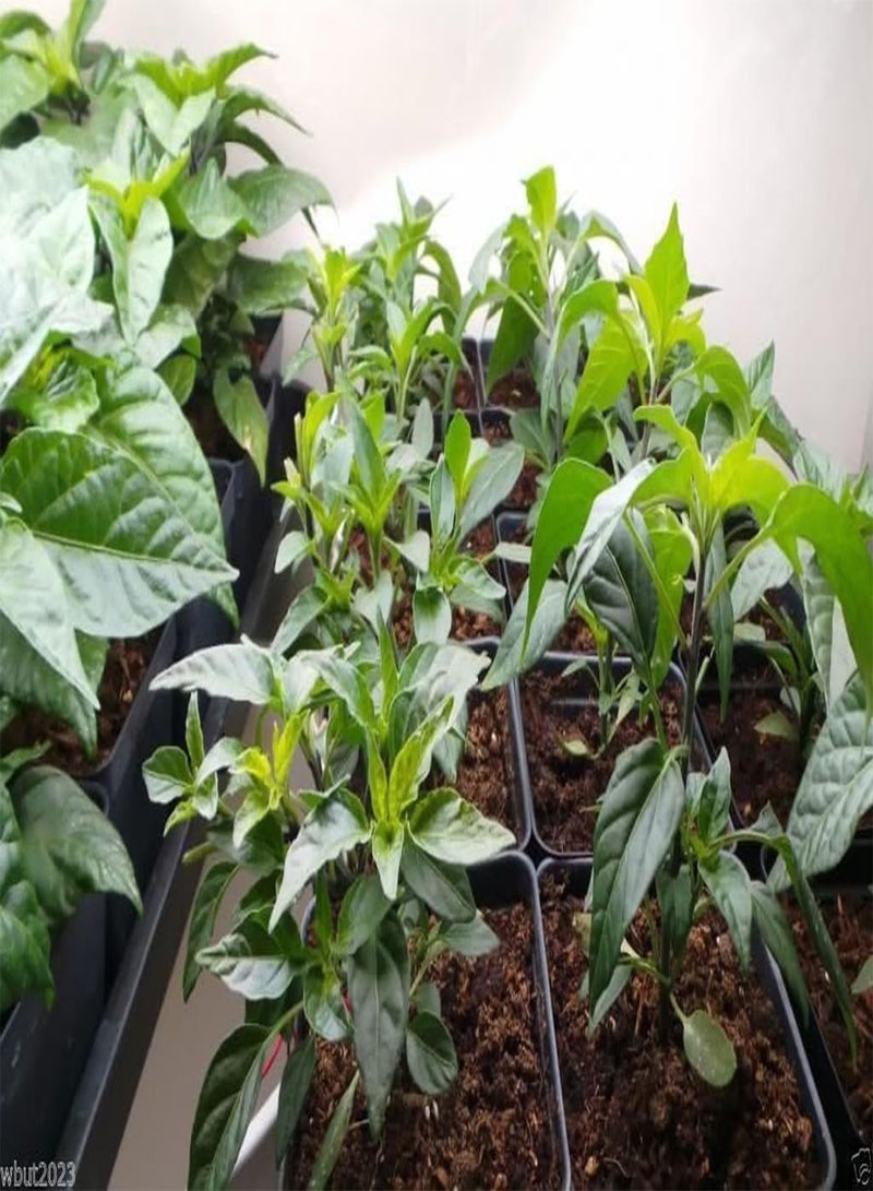 GGOOT ,Extremely Hot Heirloom  from,Use fresh or dried. (25 Seeds) - Image 3