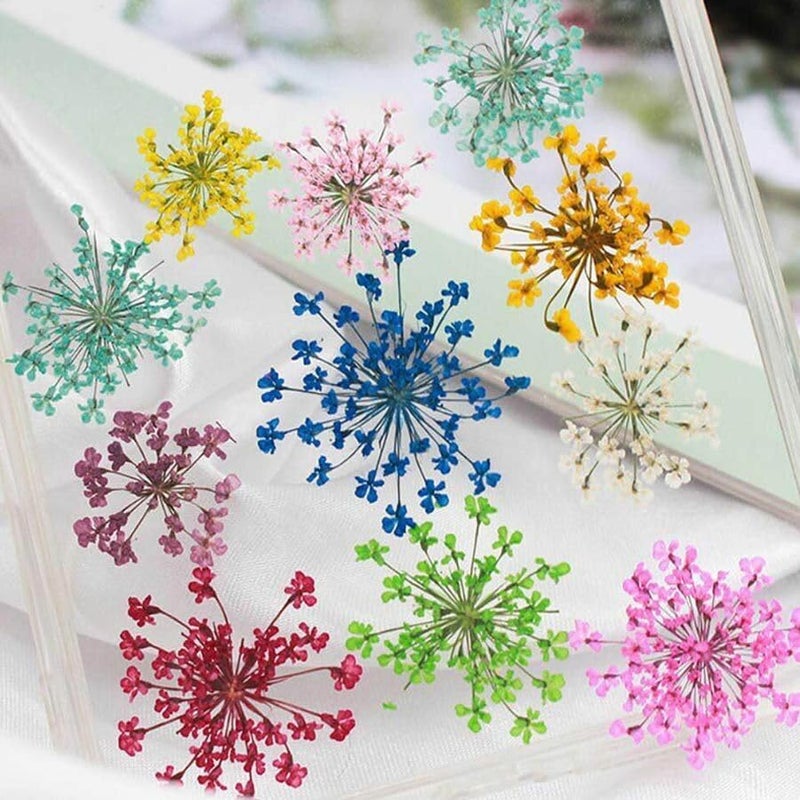 Zarwani 12pc Natural Real Pressed Dried Flowers for Art & Craft - Mini Mix | Dried Flowers for Soap Making, Epoxy, Candle Decor, DIY Resin Art, Nail Art, Jewellery, Pendant, Trays & Potpourri - Image 4