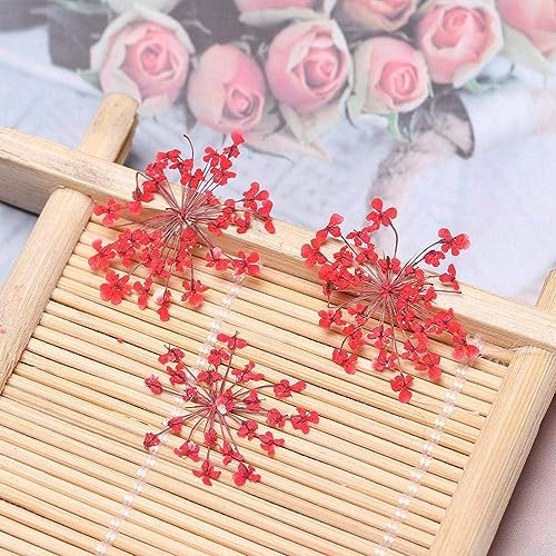Zarwani 12pc Natural Real Pressed Dried Flowers for Art & Craft - Mini Mix | Dried Flowers for Soap Making, Epoxy, Candle Decor, DIY Resin Art, Nail Art, Jewellery, Pendant, Trays & Potpourri - Image 3