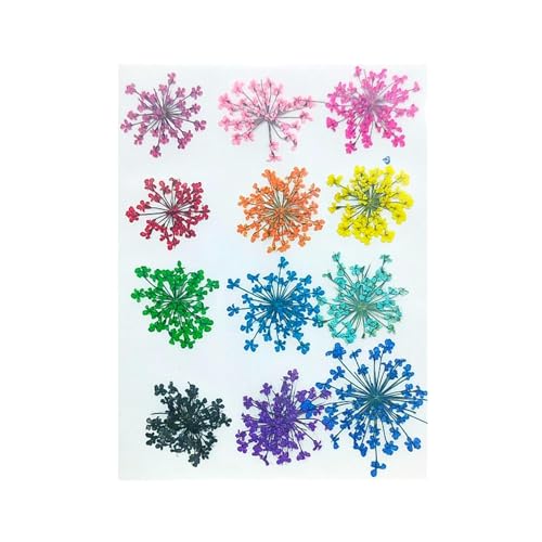 Zarwani 12pc Natural Real Pressed Dried Flowers for Art & Craft - Mini Mix | Dried Flowers for Soap Making, Epoxy, Candle Decor, DIY Resin Art, Nail Art, Jewellery, Pendant, Trays & Potpourri - Image 1