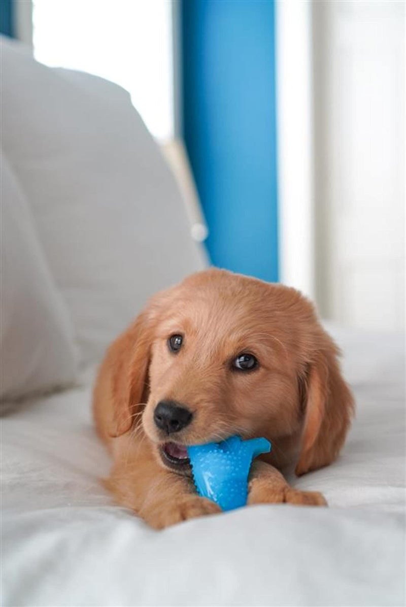 Nylabone Dental Dinosaur Puppy Power Chew Toy, Soothing Puppy Teething Bone, Enrichment Toy for Puppies, Chicken Flavor, Small Dogs - Up to 25 lbs., 1 Count - Image 2