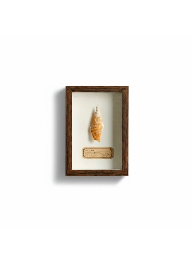 Natural Seashell Specimen Frame – Authentic Striped Spiral Shell with Certificate | Premium Wood Frame | 12.5 × 17.5 cm - Image 1