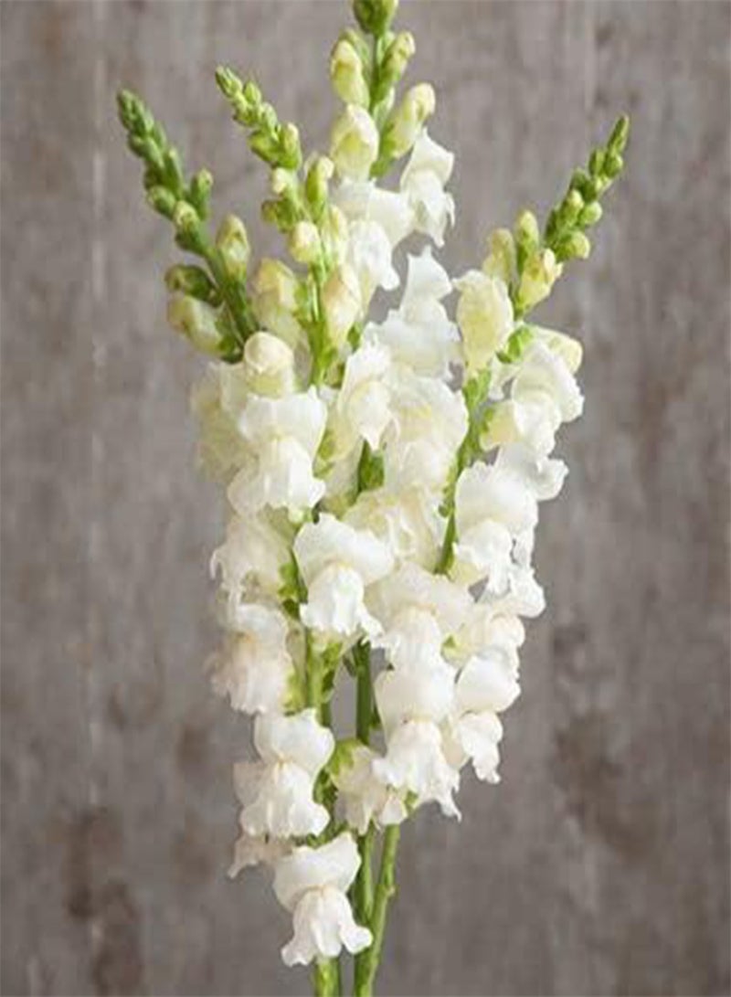 GGOOT Antirrhinum Potomac Ivory F1 Hybrid 20 Seeds - Image 2