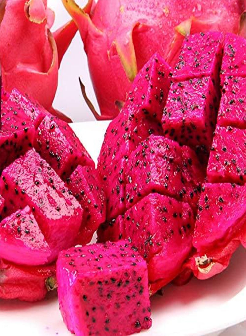 GGOOT 20Pcs Pitaya Seeds Dragon Fruit Red Sweet Juicy Fruits Non-GMO Heirloom Seed Unique Decoration in Garden Easy to Care High Survival Rate - Image 3