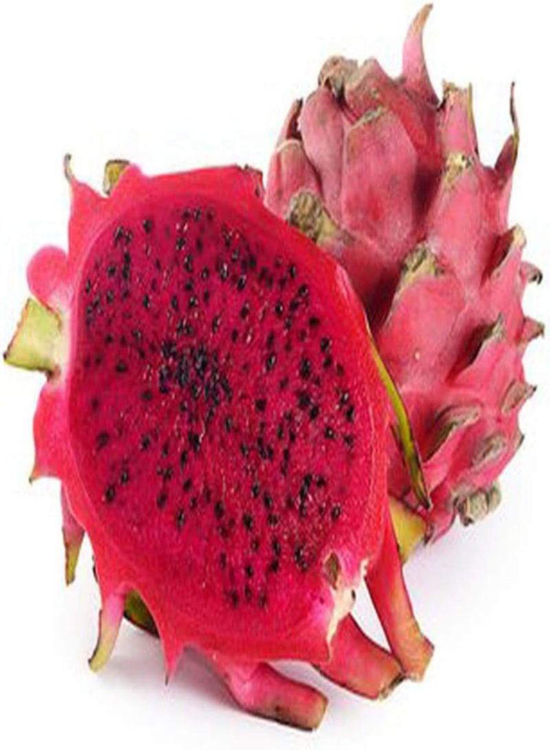 GGOOT 20Pcs Pitaya Seeds Dragon Fruit Red Sweet Juicy Fruits Non-GMO Heirloom Seed Unique Decoration in Garden Easy to Care High Survival Rate - Image 1