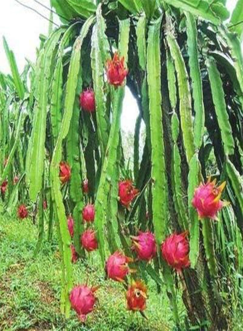 GGOOT 20Pcs Pitaya Seeds Dragon Fruit Red Sweet Juicy Fruits Non-GMO Heirloom Seed Unique Decoration in Garden Easy to Care High Survival Rate - Image 2