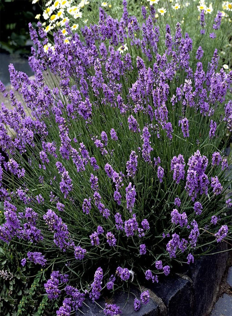 GGOOT 100Pcs Lavender Seeds Special Variety Perennial Non-GMO Heirloom Flower Seed for Planting Bouquet Exhibition Decoration Charming Ornamental - Image 3