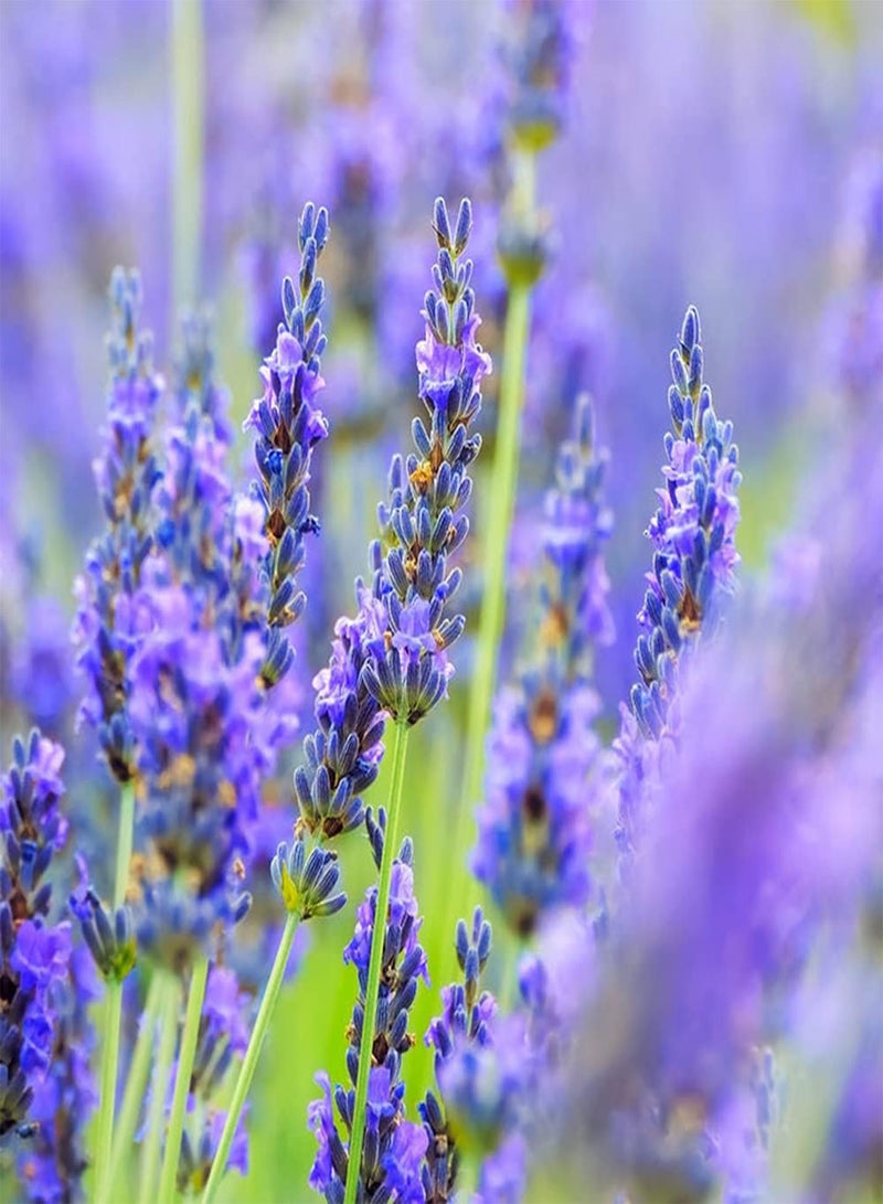 GGOOT 100Pcs Lavender Seeds Special Variety Perennial Non-GMO Heirloom Flower Seed for Planting Bouquet Exhibition Decoration Charming Ornamental - Image 1
