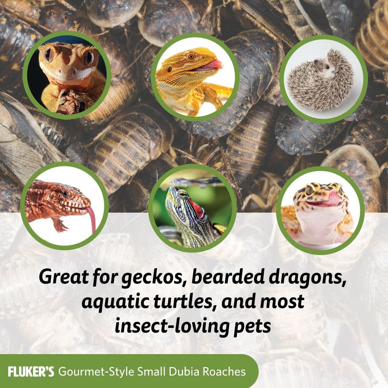 Fluker's Gourmet Canned Food for Reptiles, Fish, Birds and Small Animals, Small Dubia Roaches, 1.2 oz - Image 1