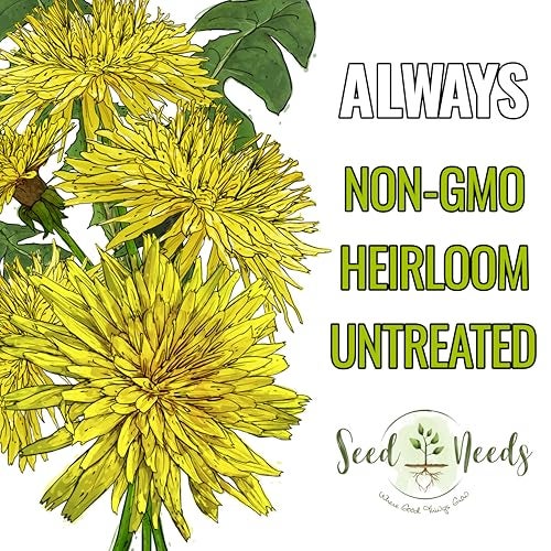 Seed Needs Dandelion Seeds for Planting Fresh Herbs | 10,000+ Untreated Seeds Non GMO Heirloom | Bulk Dandelion Seed | Herb Garden Variety Produces Edible Plants - Image 4