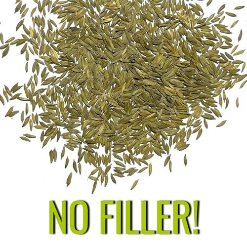 Seed Needs Dandelion Seeds for Planting Fresh Herbs | 10,000+ Untreated Seeds Non GMO Heirloom | Bulk Dandelion Seed | Herb Garden Variety Produces Edible Plants - Image 5