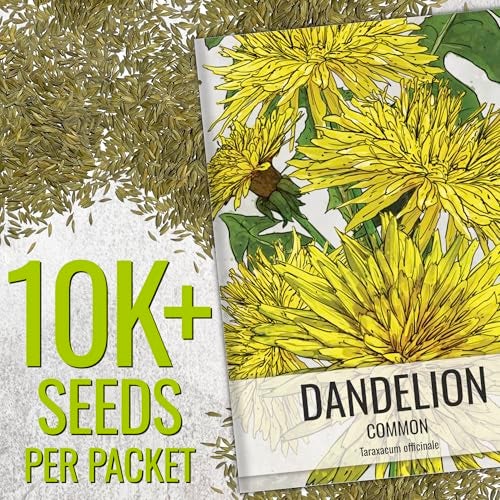 Seed Needs Dandelion Seeds for Planting Fresh Herbs | 10,000+ Untreated Seeds Non GMO Heirloom | Bulk Dandelion Seed | Herb Garden Variety Produces Edible Plants - Image 2