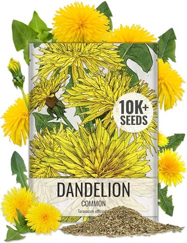 Seed Needs Dandelion Seeds for Planting Fresh Herbs | 10,000+ Untreated Seeds Non GMO Heirloom | Bulk Dandelion Seed | Herb Garden Variety Produces Edible Plants - Image 1