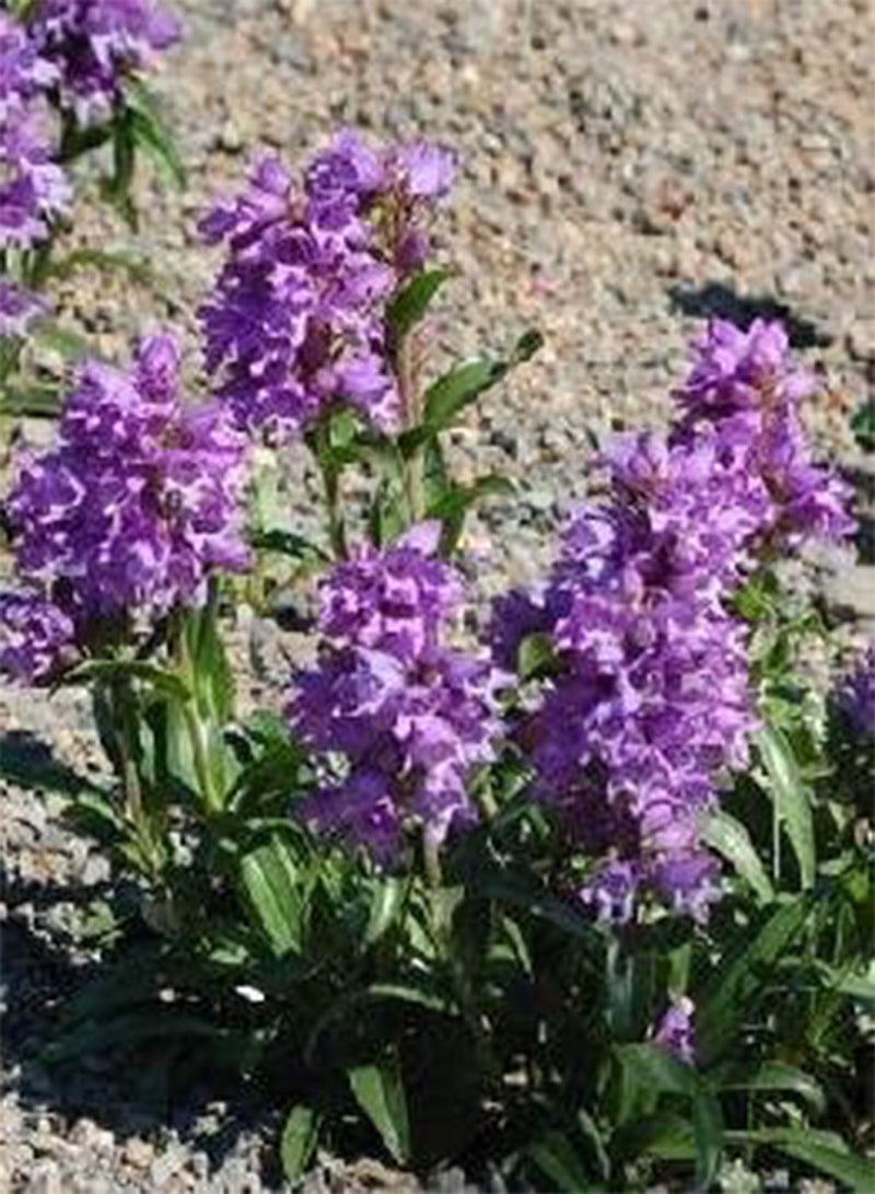 جي جوت 100 بذرة من نبات البنستيمون فيرجاتوس الأزرق