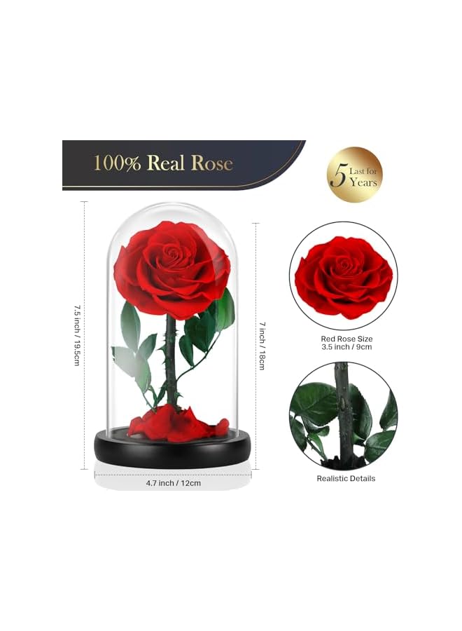 The Bros زهور محفوظة ورود في قبة زجاجية، ورود حقيقية تدوم 5 سنوات، زهور للأبد للتوصيل غداً، هدايا للأمهات، هدايا ذكرى زواج أو عيد ميلاد للنساء، حمراء - Image 5