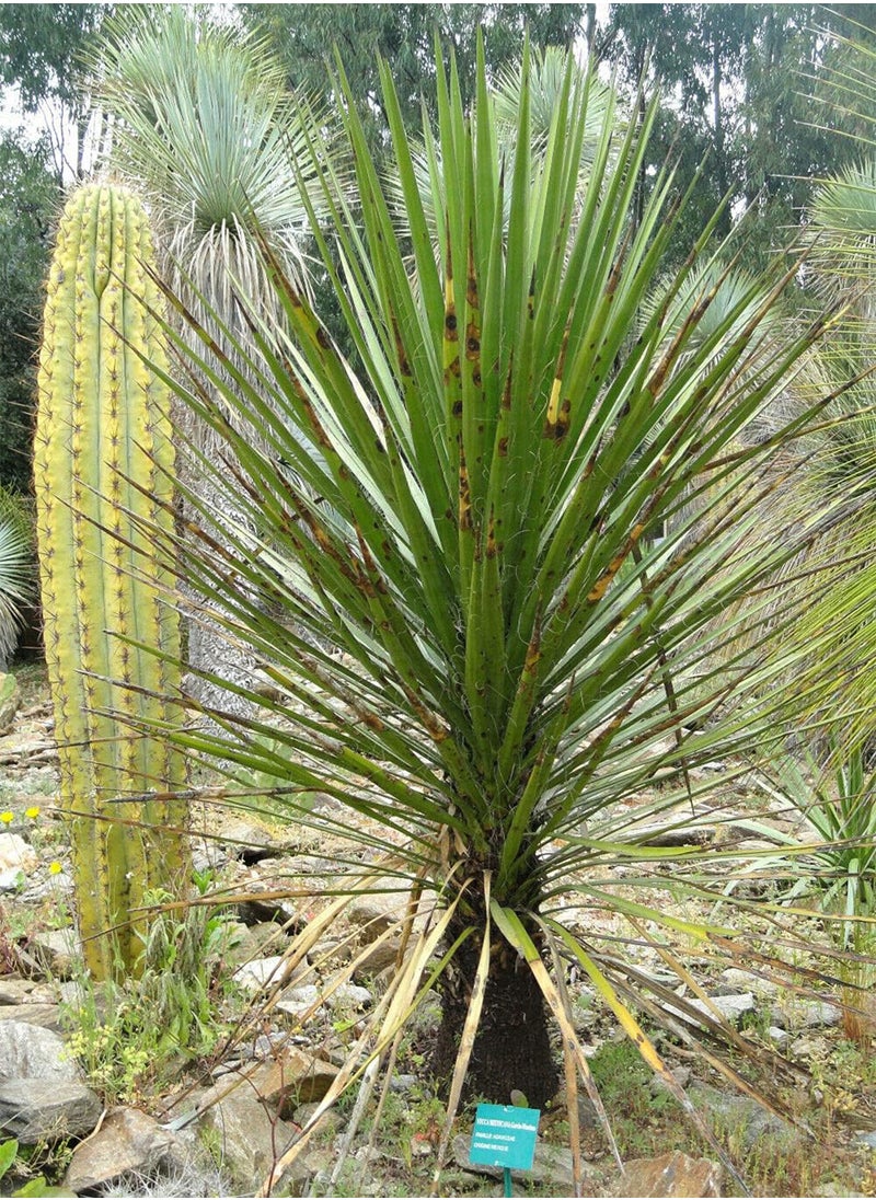 GGOOT - Yucca Mixtecana Mixteca Yucca Thin-Stemmed Yucca 3 Fresh Seeds - Image 1