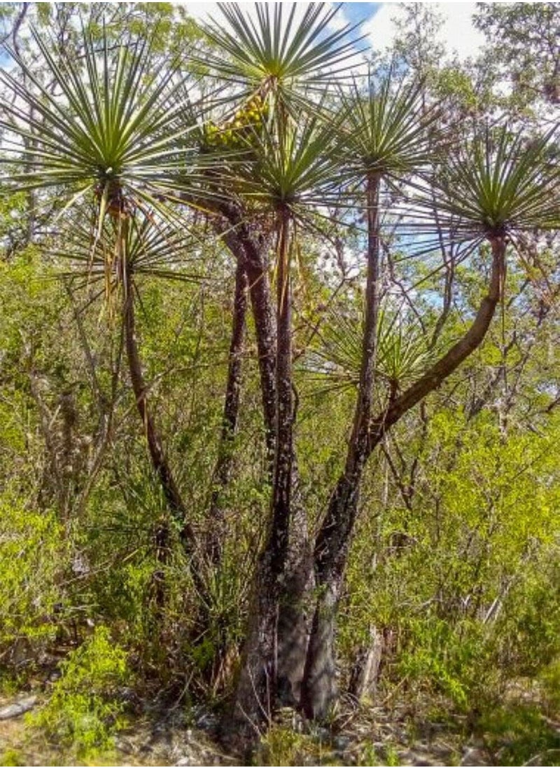 GGOOT - Yucca Mixtecana Mixteca Yucca Thin-Stemmed Yucca 3 Fresh Seeds - Image 1