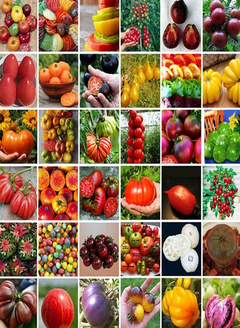 جي جوت 100 قطعة من بذور الطماطم المختلطة للحديقة من الفاكهة العضوية والخضروات والنباتات الصالحة للأكل - بذور الطماطم - Image 5
