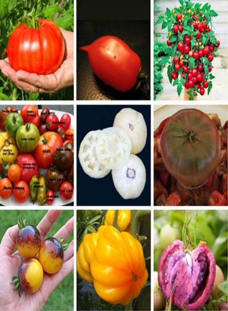 جي جوت 100 قطعة من بذور الطماطم المختلطة للحديقة من الفاكهة العضوية والخضروات والنباتات الصالحة للأكل - بذور الطماطم - Image 4