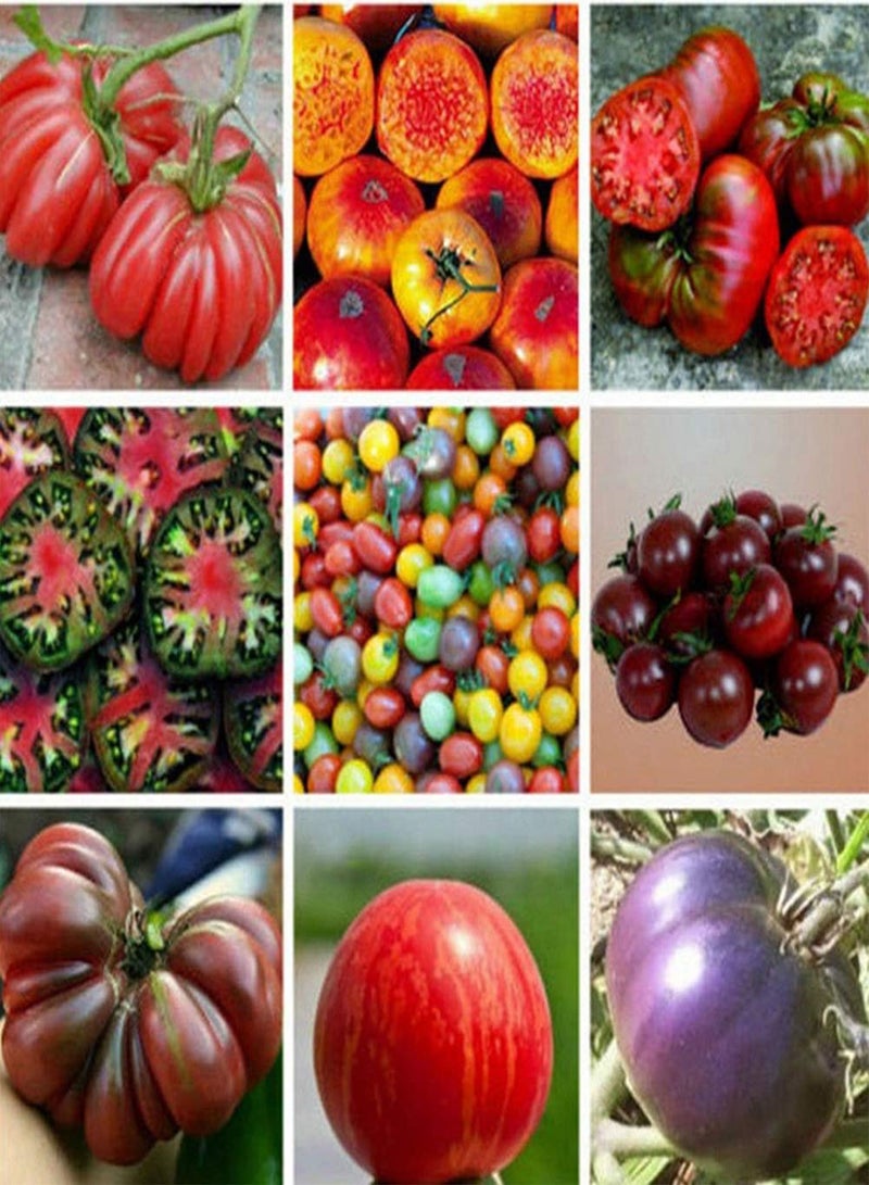 جي جوت 100 قطعة من بذور الطماطم المختلطة للحديقة من الفاكهة العضوية والخضروات والنباتات الصالحة للأكل - بذور الطماطم - Image 1