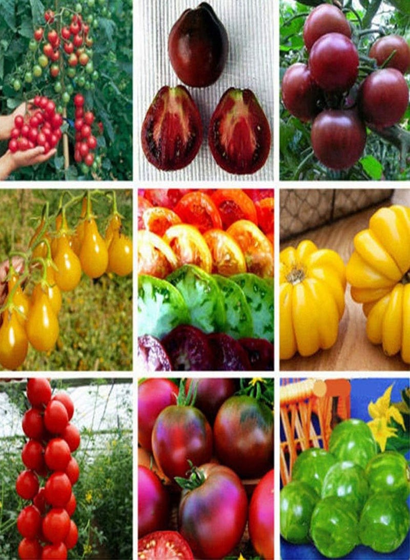 جي جوت 100 قطعة من بذور الطماطم المختلطة للحديقة من الفاكهة العضوية والخضروات والنباتات الصالحة للأكل - بذور الطماطم - Image 3