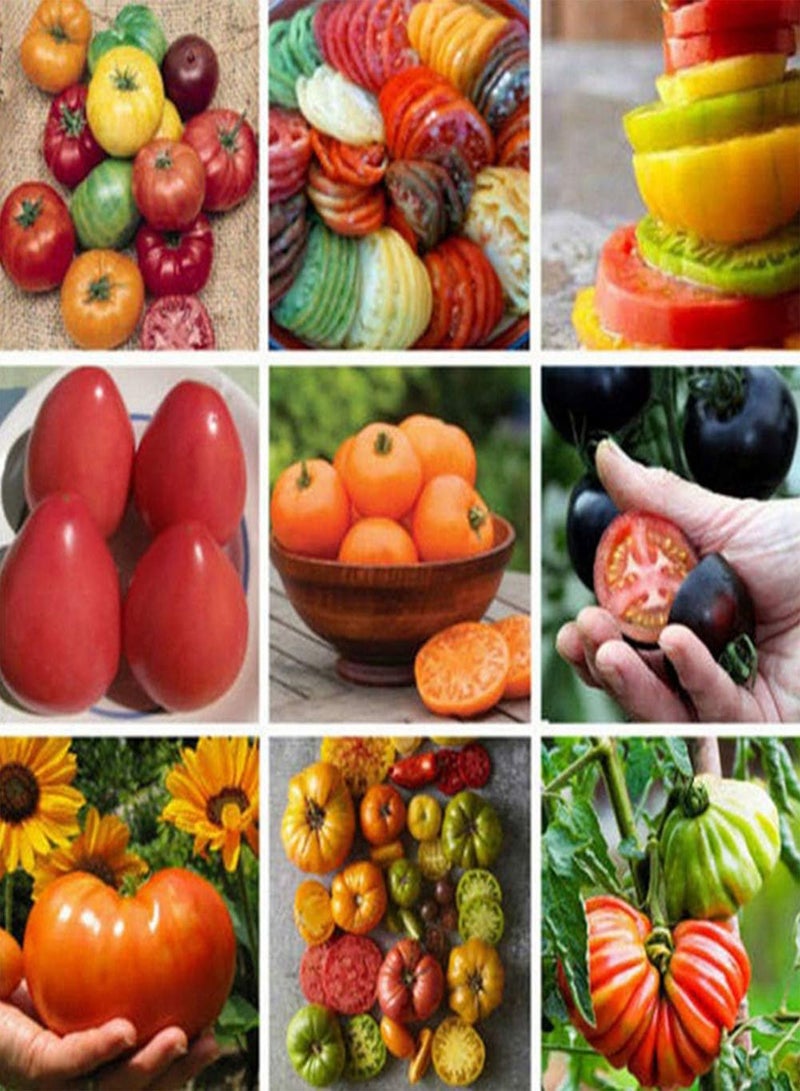 جي جوت 100 قطعة من بذور الطماطم المختلطة للحديقة من الفاكهة العضوية والخضروات والنباتات الصالحة للأكل - بذور الطماطم - Image 2