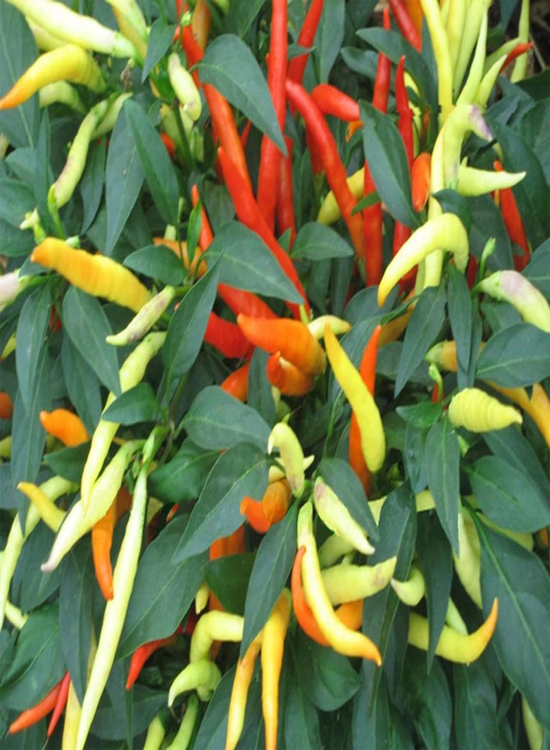 GGOOT Patio Fire Chilli Seeds, Dwarf Medium Hot Chili Pepper Seeds for Home Garden Planting (10) - Image 3