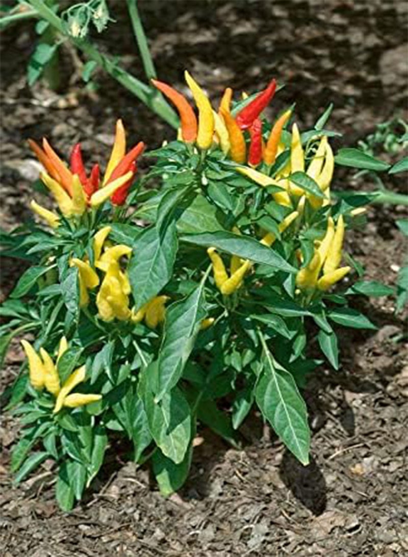 GGOOT Patio Fire Chilli Seeds, Dwarf Medium Hot Chili Pepper Seeds for Home Garden Planting (10) - Image 2