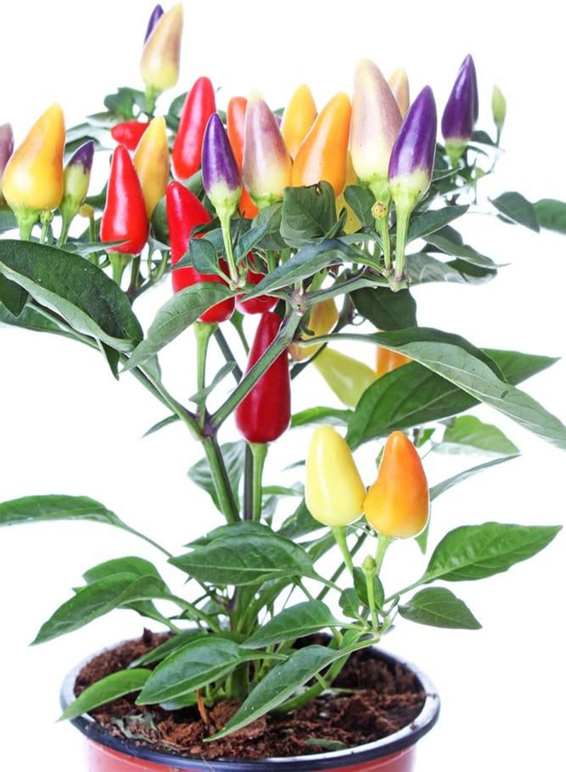 GGOOT Patio Fire Chilli Seeds, Dwarf Medium Hot Chili Pepper Seeds for Home Garden Planting (10) - Image 5