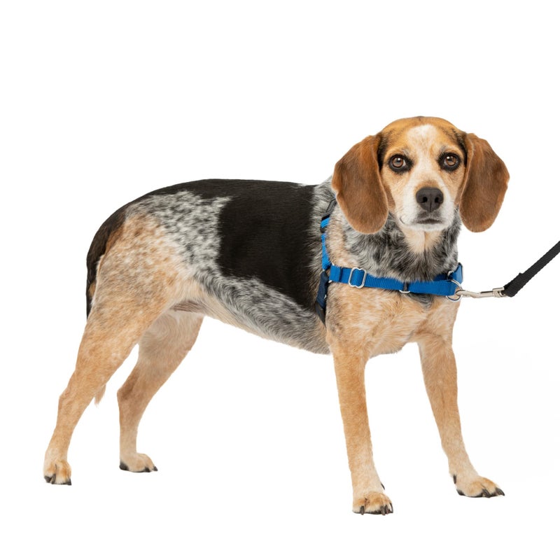 PetSafe Easy Walk Harness for Dogs - Pull-Free Walks - Patented Martingale Loop Design - Front Chest Leash Attachment - Comfort Straps - Breathable Harness Design - Small/Medium, Royal Blue/Navy Blue - Image 1