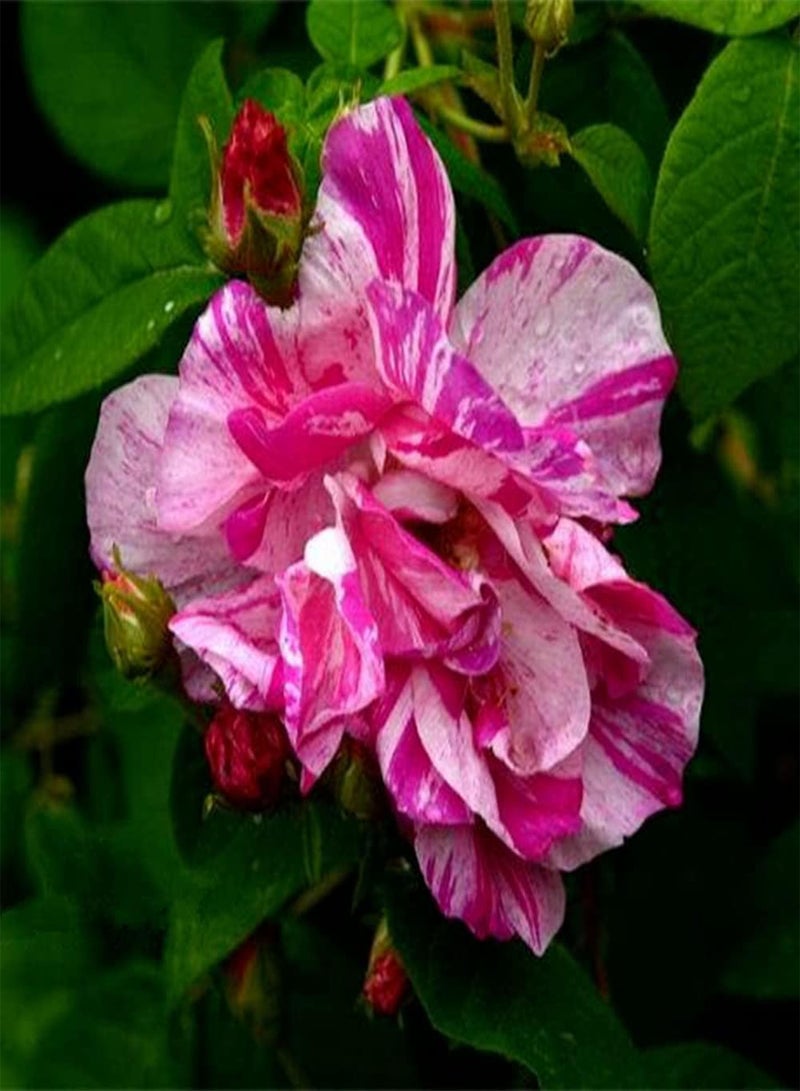 GGOOT 50Pcs Rosa Multiflora Seeds Rare Species Flowers for Arranging Flower Border Make Surrounding Environment More Beautiful - Image 1