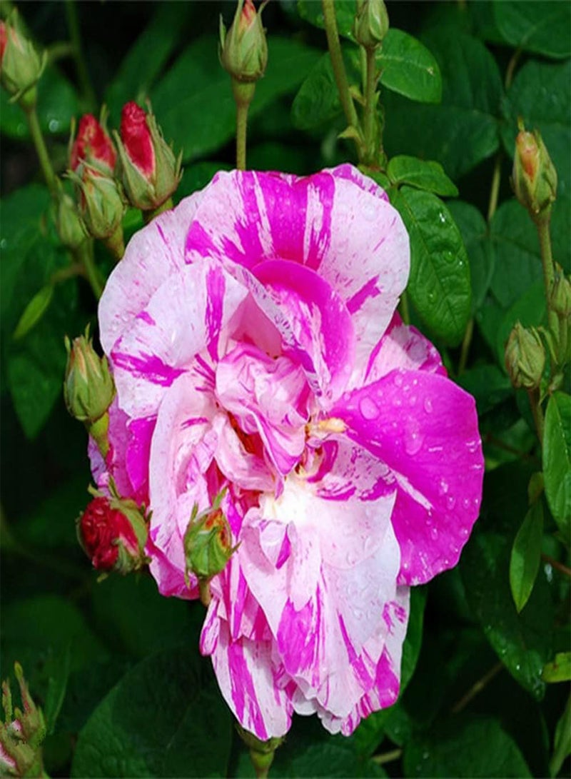 GGOOT 50Pcs Rosa Multiflora Seeds Rare Species Flowers for Arranging Flower Border Make Surrounding Environment More Beautiful - Image 2