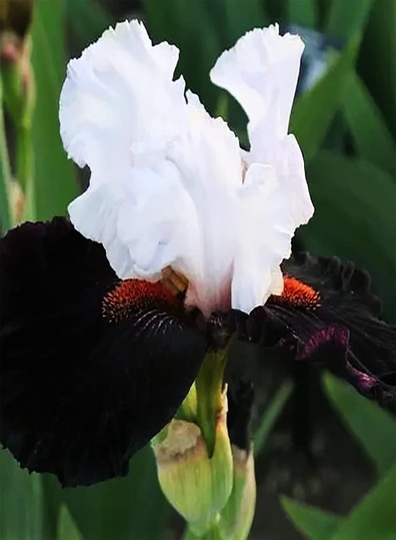 GGOOT 10pcs Mix Iris seeds Exquisite Rhizome Flower Decorative Balcony Window Frame Cultivate Planting Interest Create Beautiful Environment - Image 1